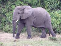 P1230397 Elefant